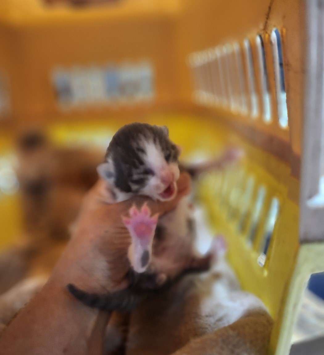 울산유기동물보호센터_431373202301091